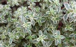 Silver Lemon Thyme - Thymus - 3 Pack Of Quart Pots -Shrub Plant Shop 13143 silver lemon thyme