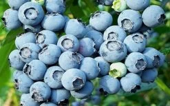 Powderblue Rabbiteye Blueberry - 7 Gallon Pot -Shrub Plant Shop 3591 powder blue blueberry