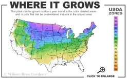Hillside Creeper Scotch Pine (Pinus Sylvestris) - 3 Gallon Pot 9 Hillside Creeper Scotch Pine (Pinus Sylvestris) - 3 Gallon Pot -Shrub Plant Shop 3A 8A 9
