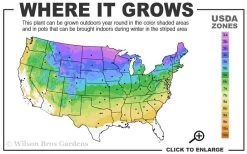 Emerald Green Arborvitae Poodle Tier Topiary (3 Ball) - 5 Gallon Pot -Shrub Plant Shop 3a 8b 29