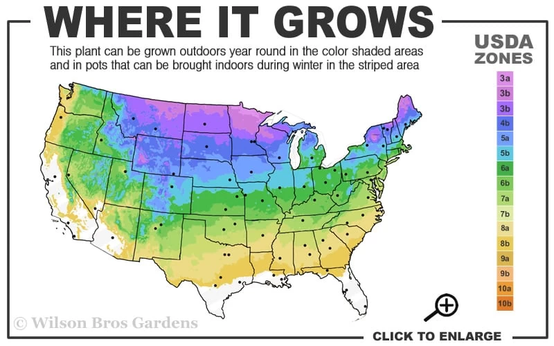 Emerald Green Arborvitae - 7 Gallon Pot (4-5') 3 Emerald Green Arborvitae - 7 Gallon Pot (4-5') - Image 3