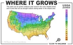 American Hornbeam (Ironwood Tree) - 3 Gallon Pot 10 American Hornbeam (Ironwood Tree) - 3 Gallon Pot -Shrub Plant Shop 3a 9b 25