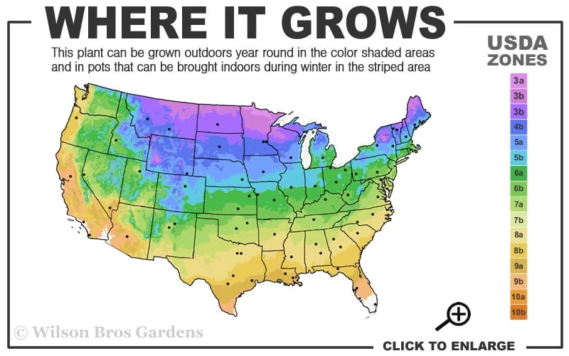 American Hornbeam (Ironwood Tree) - 3 Gallon Pot 3 American Hornbeam (Ironwood Tree) - 3 Gallon Pot - Image 3