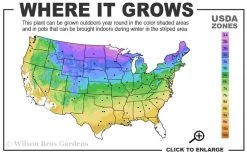 Grancy Graybeard - White Fringe Tree - 3 Gallon Pot -Shrub Plant Shop 3b 9a