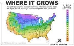 Hollywood Torulosa Juniper - 1 Gallon Pot -Shrub Plant Shop 3b 9b 1