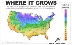 Apricot Drift Dwarf Rose - 1 Gallon Pot -Shrub Plant Shop 4A 11 4