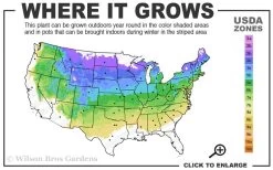 Japanese White Pine (Pinus Parviflora 'Glauca') - 5 Gallon Pot -Shrub Plant Shop 4a 8a 3