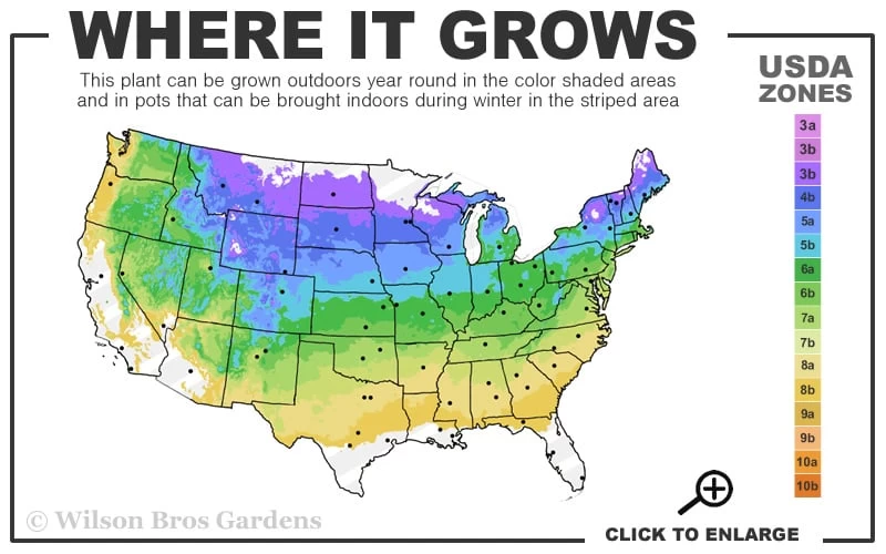 Gold Mop Threadleaf Cypress Tree (Standard Topiary) - 5 Gallon Pot 3 Gold Mop Threadleaf Cypress Tree (Standard Topiary) - 5 Gallon Pot - Image 3