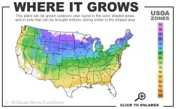 Dwarf Blue Arctic Willow Bush (Salix Purpurea 'Nana') - 2 Gallon Pot -Shrub Plant Shop 4a 8b 49