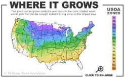 Heatherbun Atlantic White Cedar (Chamaecyparis Thyiodes) - 2 Gallon Pot -Shrub Plant Shop 4a 8b thumbnail 3