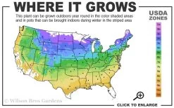 Visions In Red Astilbe - 1 Gallon -Shrub Plant Shop 4a 9a 1