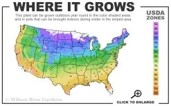 Mission To Mars Mangave - 1 Gallon Pot 7 Mission To Mars Mangave - 1 Gallon Pot -Shrub Plant Shop 4a 9b 55