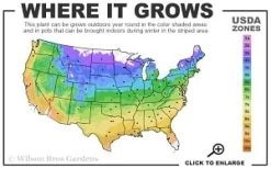 Guiding Promise Clematis - 1 Gallon Pot -Shrub Plant Shop 4a 9b thumbnail 1