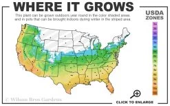 Emerald Goddess Liriope (Lilyturf) - 6-Pack Of 1 Gallon Pots -Shrub Plant Shop 5B 11