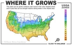 Dwarf Mondo Grass - 18 Count Flat Of Pint Pots -Shrub Plant Shop 5a 10b 12