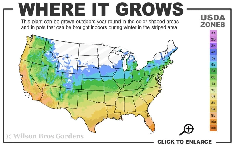 English Ivy - Hedera Helix - 18 Count Flat Of Pint Pots 3 English Ivy - Hedera Helix - 18 Count Flat Of Pint Pots - Image 3