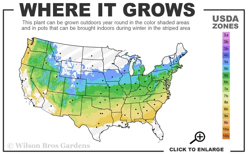 Chicago Luster Arrowwood Viburnum - 3 Gallon Pot 3 Chicago Luster Arrowwood Viburnum - 3 Gallon Pot - Image 3