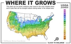 Purple Ghost Japanese Maple - 1 Gallon Pot -Shrub Plant Shop 5a 9a 17