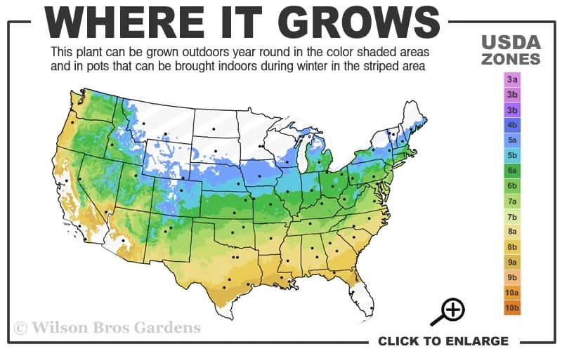 Aoyagi Japanese Maple (Ukon) - 5 Gallon Pot 3 Aoyagi Japanese Maple (Ukon) - 5 Gallon Pot - Image 3