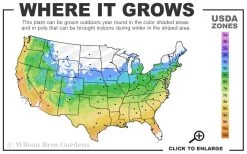 Little Kitten Dwarf Maiden Grass - Miscanthus Sinensis - 2 Gallon Pot -Shrub Plant Shop 5a 9b 133