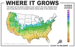 Graham Blandy Columnar Boxwood - 3 Gallon Pot -Shrub Plant Shop 5b 9b 1