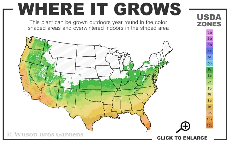 Black Bamboo - Phyllostachys Nigra - 3 Gallon Pot (Multi-Cane: 2 To 4' Tall) 3 Black Bamboo - Phyllostachys Nigra - 3 Gallon Pot (Multi-Cane: 2 To 4' Tall) - Image 3