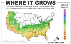 Cardinal Red Hydrangea - 6 Pack Of 1 Gallon Pots -Shrub Plant Shop 6A 9B 34