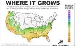 Autumn Empress Encore Azalea - 1 Gallon Pot -Shrub Plant Shop 6B 9B 19