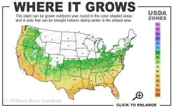 Leyland Cypress - 3 Gallon Pot -Shrub Plant Shop 6a 10a 3