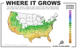 Russian 26 Cold Hardy Pomegranate - 3 Gallon Pot 8 Russian 26 Cold Hardy Pomegranate - 3 Gallon Pot -Shrub Plant Shop 6a 11 15