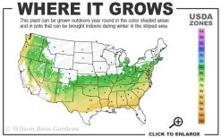 Shiny Dancer Viburnum - 2 Gallon Pot -Shrub Plant Shop 6a 8b 6