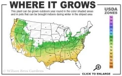 Arp Rosemary Pyramid Form - 2 Gallon Pot -Shrub Plant Shop 6a 9a 2