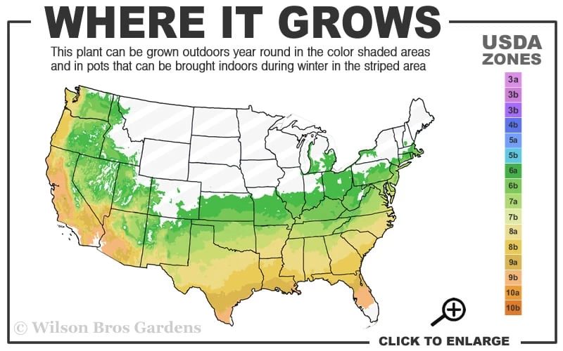 County Park Pratia (Blue Star Creeper) - 10 Pack Of 4" Pots 3 County Park Pratia (Blue Star Creeper) - 10 Pack Of 4" Pots - Image 3