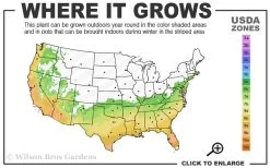 Spring Awakening Fragrant Camellia Hybrid - 3 Gallon Pot 6 Spring Awakening Fragrant Camellia Hybrid - 3 Gallon Pot -Shrub Plant Shop 6b 10a 1