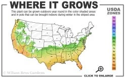 Fortune's Cold Hardy Tea Olive (Fragrant Osmanthus) - 1 Gallon Pot -Shrub Plant Shop 6b 10b 3