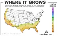 Feelin Blue Deodar Cedar (Single Trunk Tree Form) - 2 Gallon Pot -Shrub Plant Shop 7B 10B 5