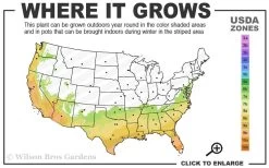 Early Bird Lavender Crape Myrtle - 3 Gallon Pot -Shrub Plant Shop 7a 10a 3