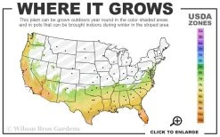 Radio Red Salvia (Autumn Sage) - 1 Gallon Pot 8 Radio Red Salvia (Autumn Sage) - 1 Gallon Pot -Shrub Plant Shop 7a 10b 107