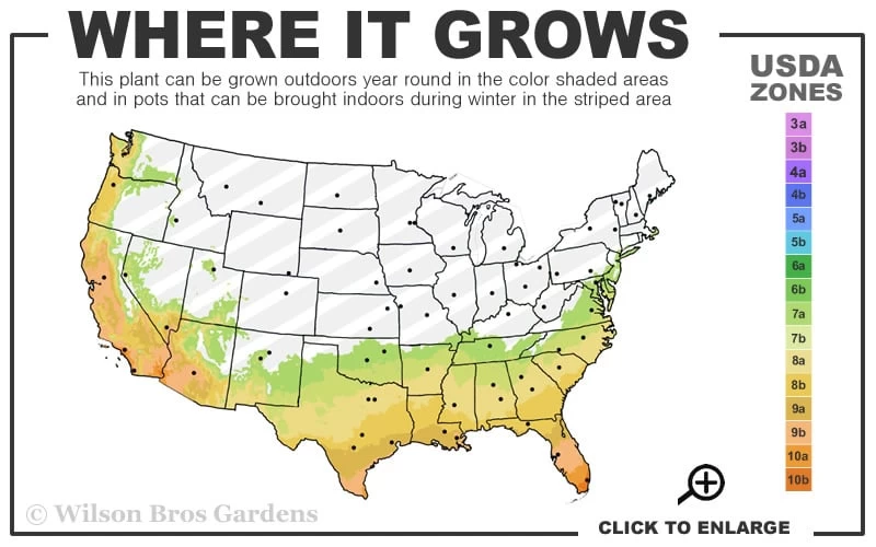 Mirror Leaf Sweet Viburnum - 1 Gallon Pot 3 Mirror Leaf Sweet Viburnum - 1 Gallon Pot - Image 3