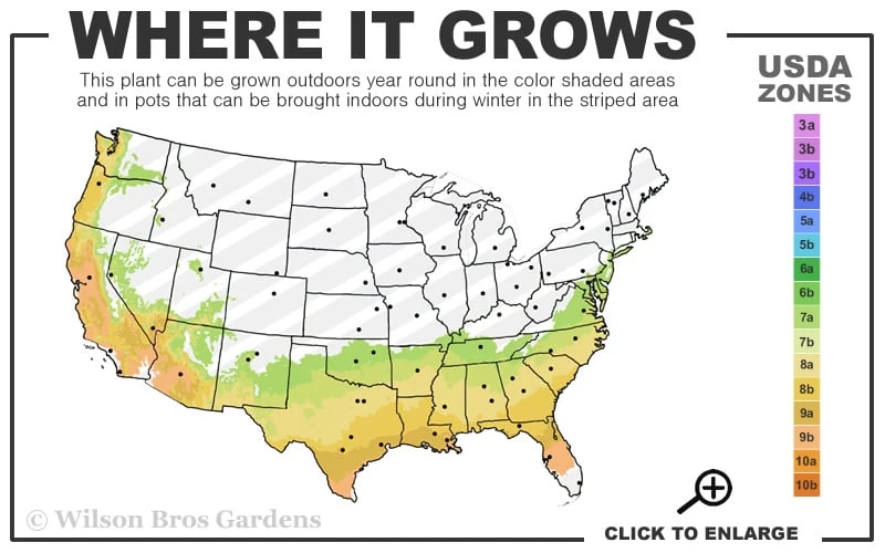 Delta Moonlight Crape Myrtle - 2 Gallon Pot 3 Delta Moonlight Crape Myrtle - 2 Gallon Pot - Image 3