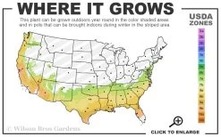 Twilight Purple Crape Myrtle - 6 Pack Of 1 Gallon Pots 9 Twilight Purple Crape Myrtle - 6 Pack Of 1 Gallon Pots -Shrub Plant Shop 7a 9b 63