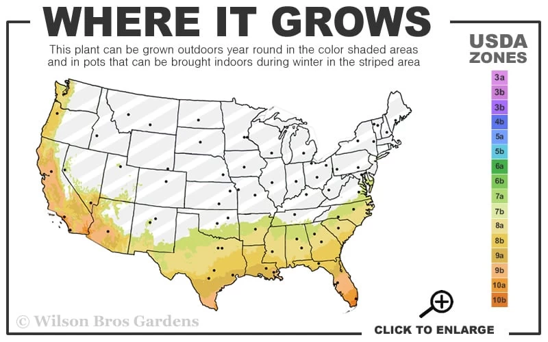 George L. Taber Southern Indica Azalea - 3 Gallon Pot 3 George L. Taber Southern Indica Azalea - 3 Gallon Pot - Image 3