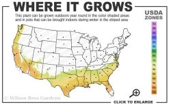 Baldwin Rabbiteye Blueberry - 1 Gallon Pot -Shrub Plant Shop 7b 9b 1