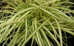 Evergold Japanese Sedge (Carex Hachijoensis) - 10 Pack Of Quart Pots -Shrub Plant Shop 8275 evergold carex