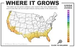 Savannah Ruby Grass (Melinus Nerviglumis) - 6 Pack Of 1 Gallon Pots 7 Savannah Ruby Grass (Melinus Nerviglumis) - 6 Pack Of 1 Gallon Pots -Shrub Plant Shop 8a 11 28