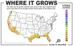 Summit Muscadine - 1 Gallon Pot -Shrub Plant Shop 8b 11 4