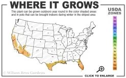 Little Lucky Red Lantana - 6 Inch Pot -Shrub Plant Shop 9a 11 2