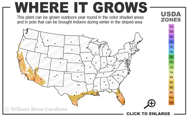 Meyer Lemon Tree (Citrus X Meyeri) - 5 Gallon Pot 3 Meyer Lemon Tree (Citrus X Meyeri) - 5 Gallon Pot - Image 3
