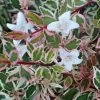 Confetti Dwarf Abelia - 3 Gallon Pot
