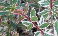 Confetti Dwarf Abelia - 3 Gallon Pot -Shrub Plant Shop Abelia Confetti Closeup